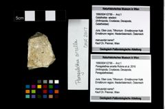 Foto (Objekt + Etikett) von Paragalathea arcella (Robins et al., 2016)  (NHMW-GEO-1990-0041-2799)